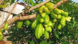 Karamboly, alebo karambol